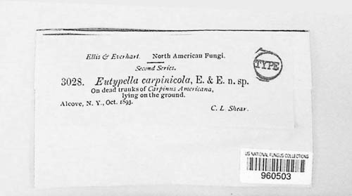 Quaternaria carpinicola image